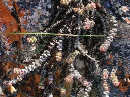 Crassula rupestris in a clinch
